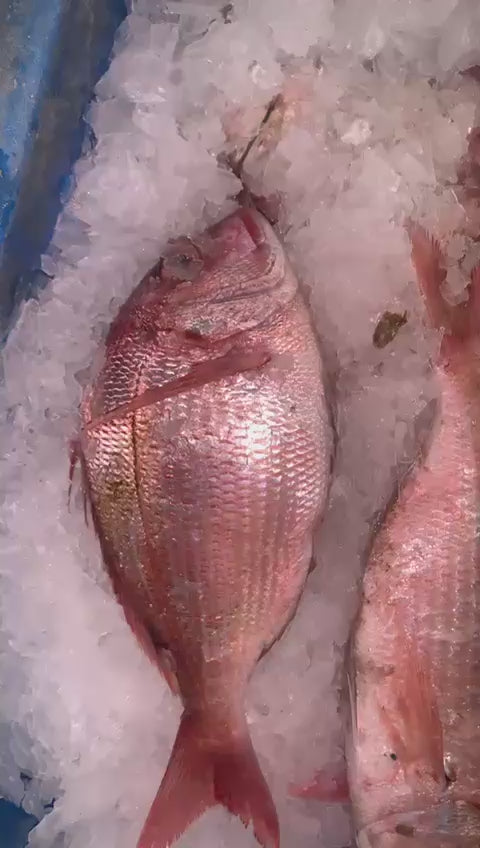 Fishy