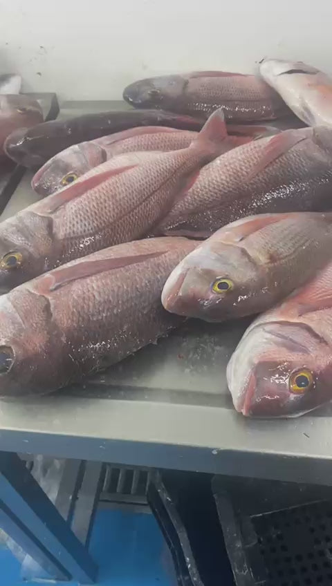 Fish